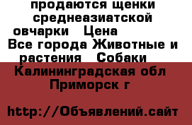 продаются щенки среднеазиатской овчарки › Цена ­ 30 000 - Все города Животные и растения » Собаки   . Калининградская обл.,Приморск г.